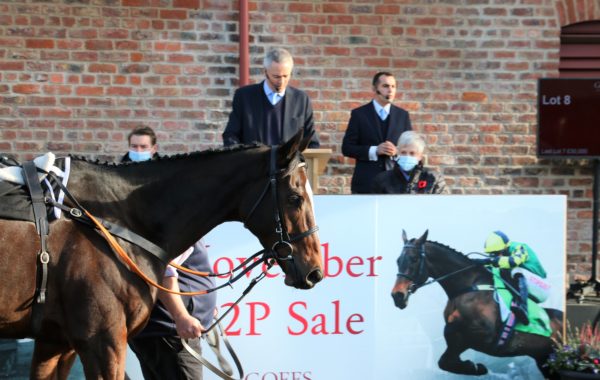 Rises in key figures highlight Goffs Autumn Sale - The Owner Breeder