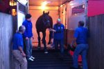 Moody's stable star Black Caviar arrives in Newmarket