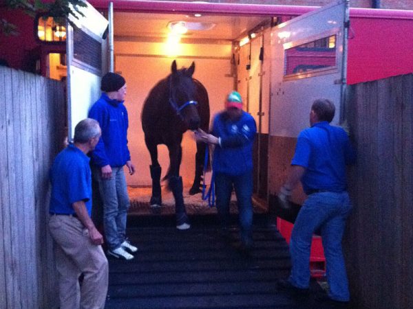 Moody's stable star Black Caviar arrives in Newmarket