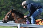 Shane Fetherstonhaugh puts Frankel through his paces on Warren Hill