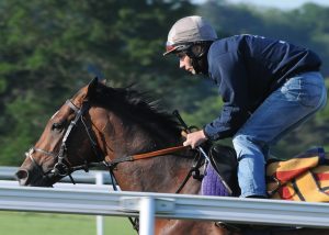 Shane Fetherstonhaugh puts Frankel through his paces on Warren Hill
