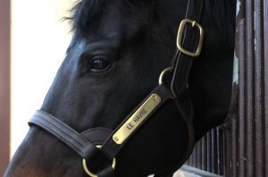 Le Havre, sire of Classic-winning filly Avenir Certain