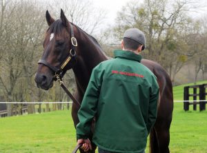 Redoute's Choice is now the sire of 100 stakes winners